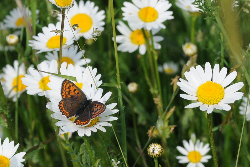 Lycaena tityrus - barna tűzlepke