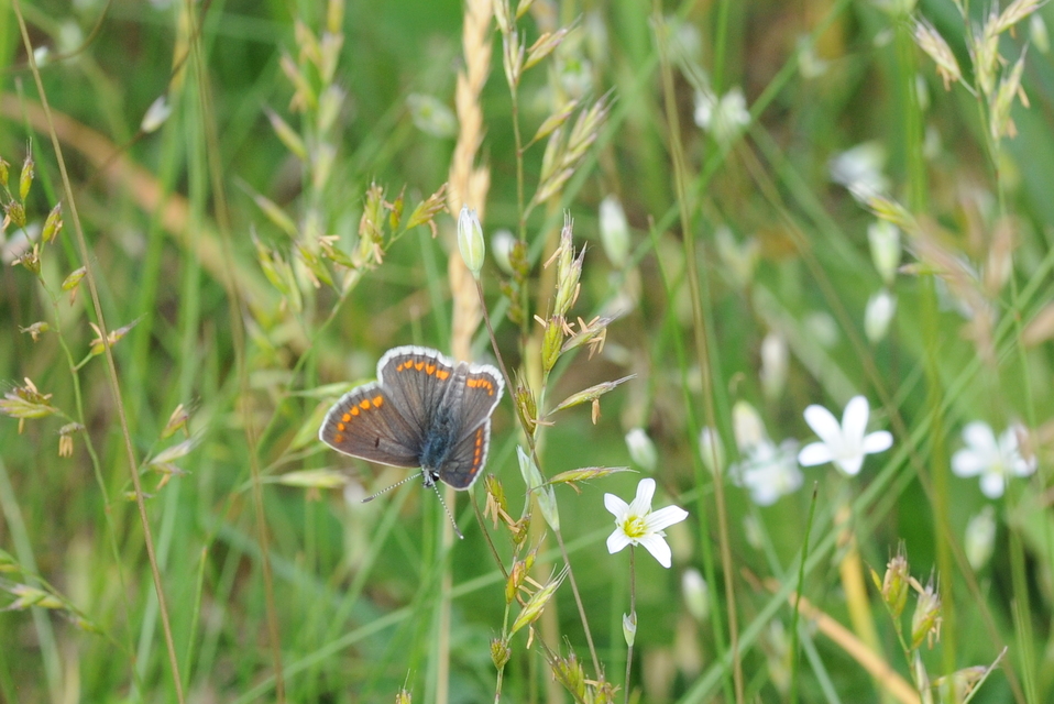 Aricia agestis - szerecsenboglárka