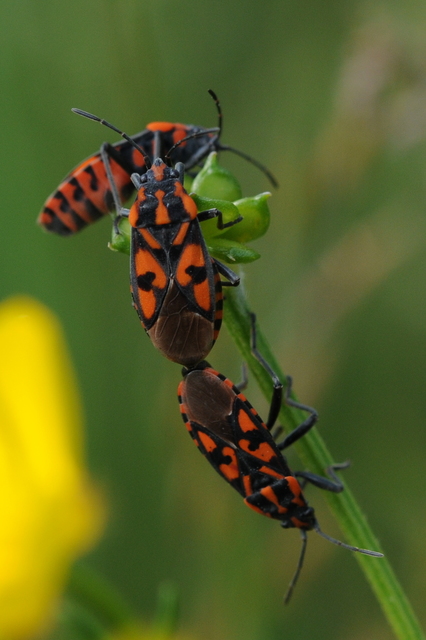 Spilostethus saxatilis - virágbodobács