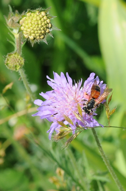Sphecodes