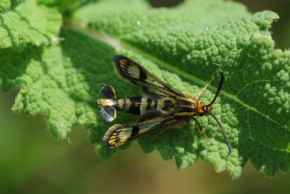 Sesiidae - szitkárfélék