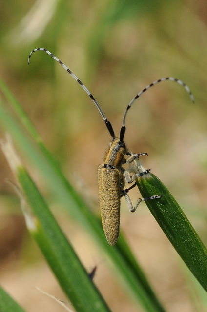 Agapanthia villosoviridescens - fehérgyűrűs bogáncscincér