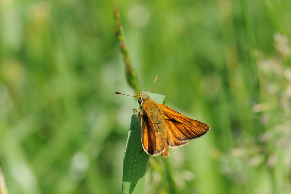 Ochlodes sylvanus - erdei busalepke