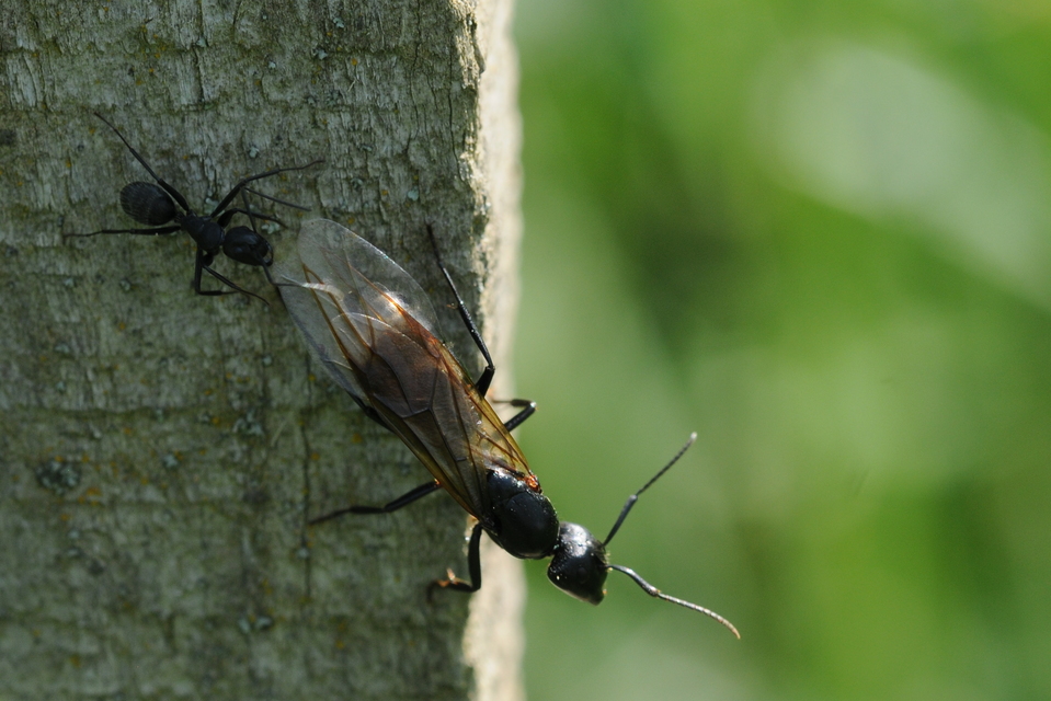Camponotus vagus - fekete lóhangya