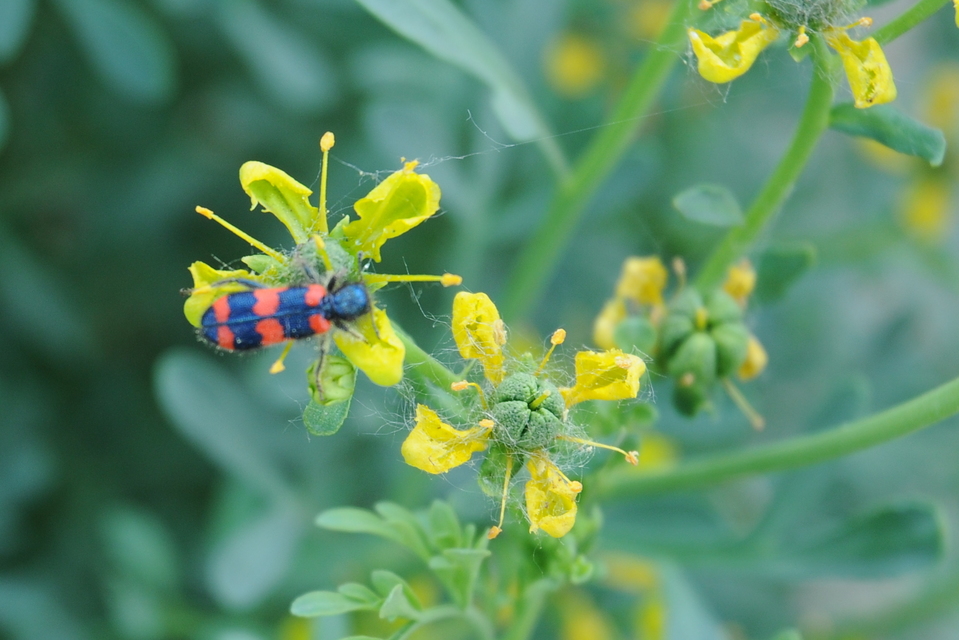 Trichodes favarius - hatfoltos méhészbogár
