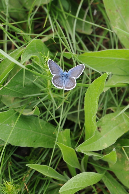 Plebejus argus - ezüstös boglárka