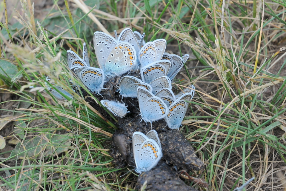 Plebejus argus - ezüstös boglárka