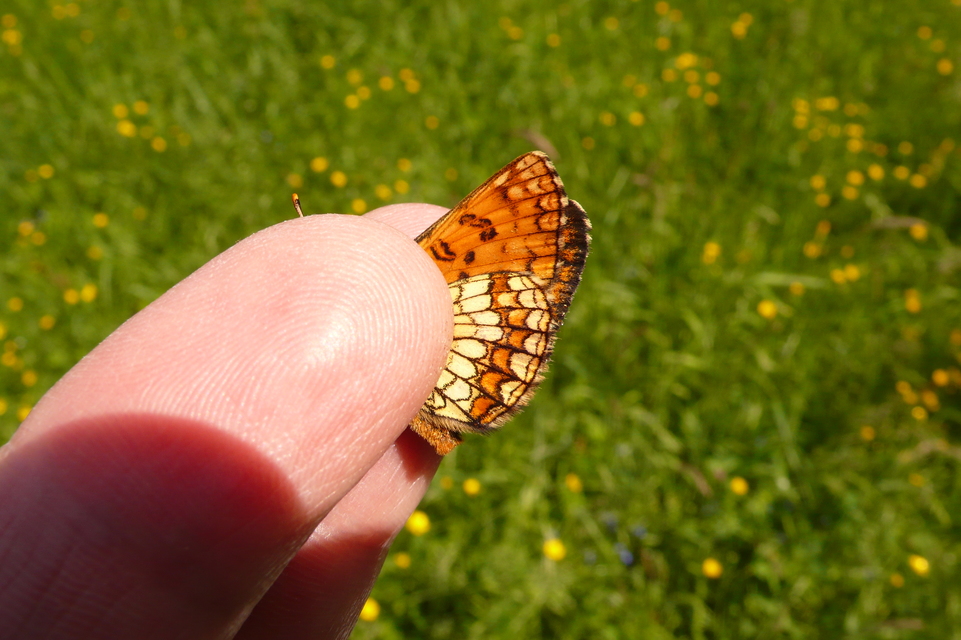 Melitaea athalia - közönséges tarkalepke