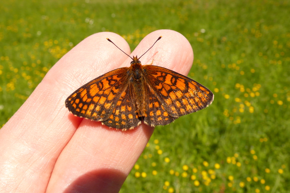 Melitaea athalia - közönséges tarkalepke