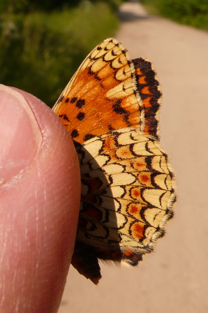 Melitaea phoebe - nagy tarkalepke