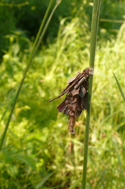 Canephora hirsuta - kormos zsákhordólepke