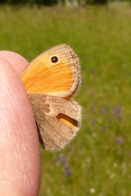 Coenonympha pamphilus - kis szénalepke