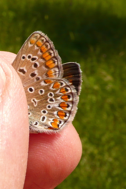 Polyommatus icarus - közönséges boglárka
