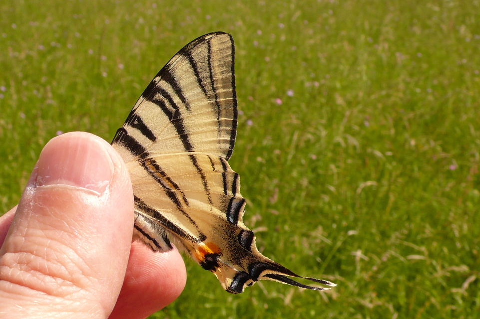 Iphiclides podalirius - kardoslepke