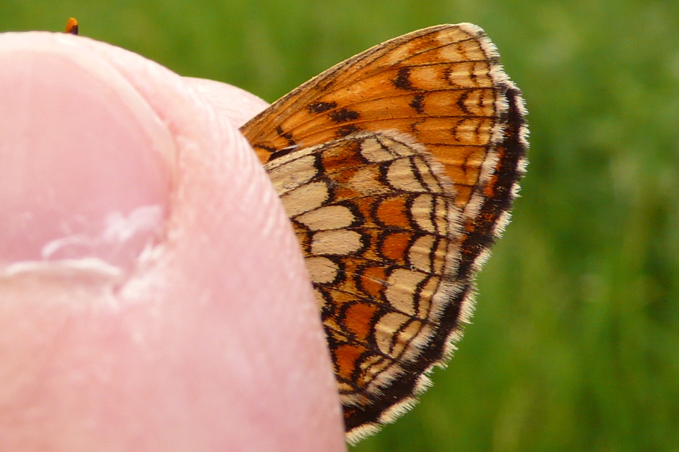 Melitaea athalia - közönséges tarkalepke