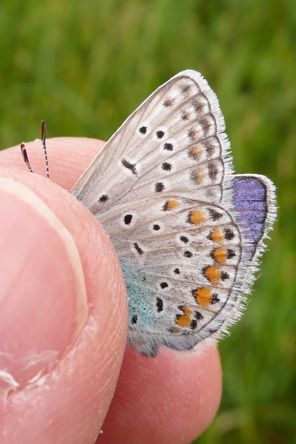Polyommatus icarus - közönséges boglárka