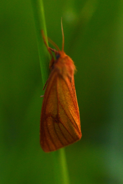 Diacrisia sannio - vörösszélű medvelepke