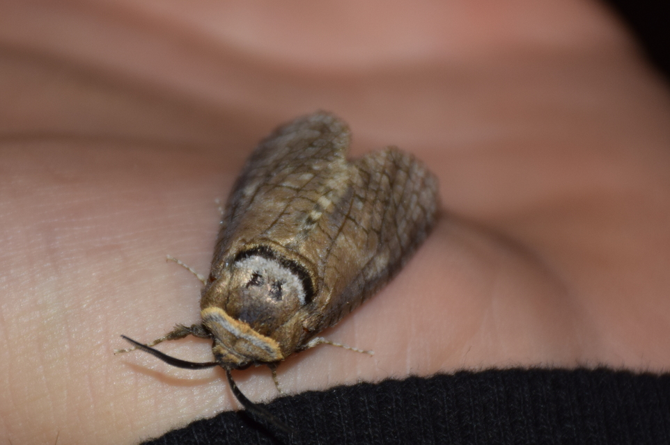 Cossus cossus - fűzfarontólepke