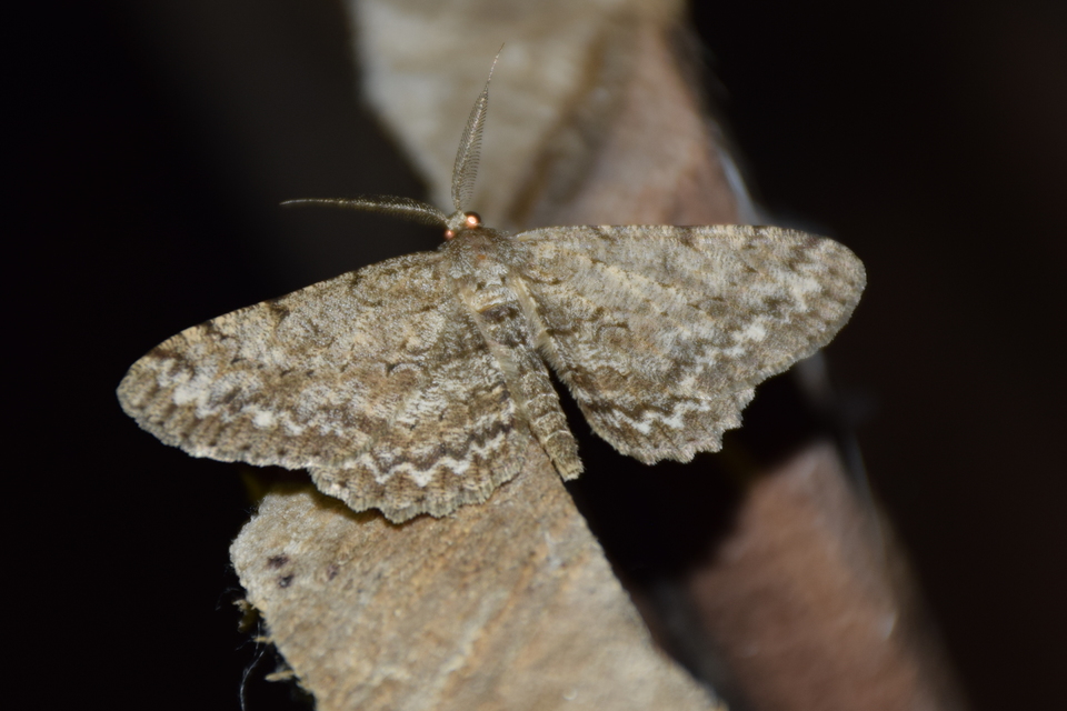 Hypomecis punctinalis - pettyes faaraszoló