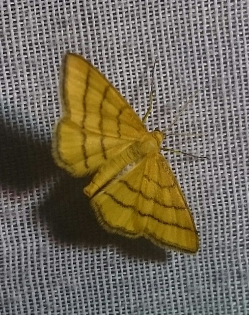 Idaea aureolaria - aranyos sávosaraszoló