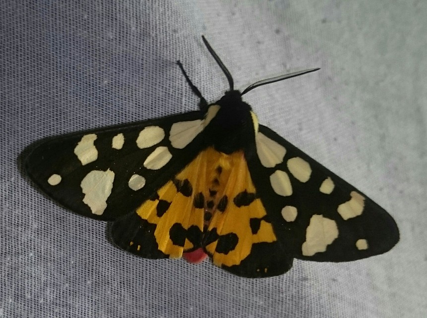 Arctia villica - fekete medvelepke