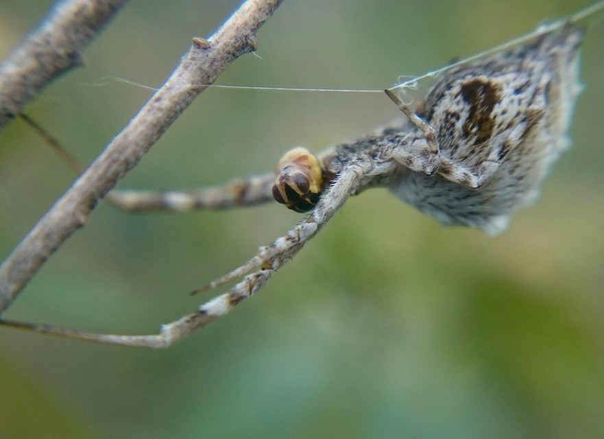 Uloborus walckenaerius - derespók