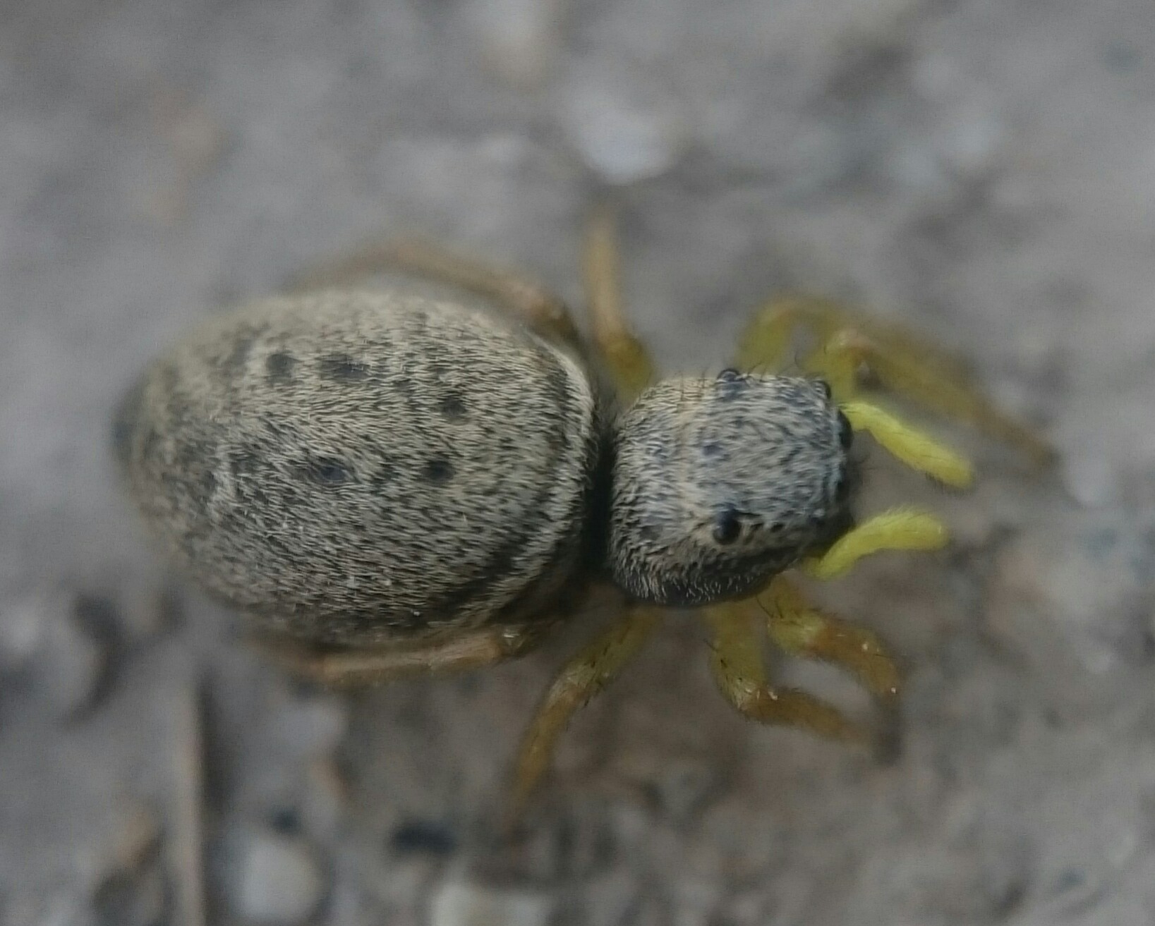 Heliophanus flavipes - fémes ugrópók