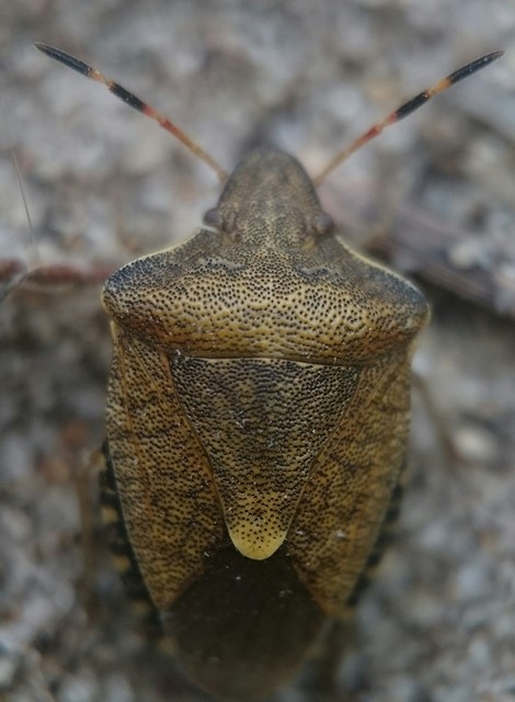 Peribalus strictus - tavaszi címerespoloska Peribalus strictus - tavaszi címerespoloska