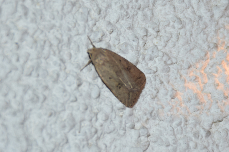 Athetis gluteosa - nyugtalan lápibagoly