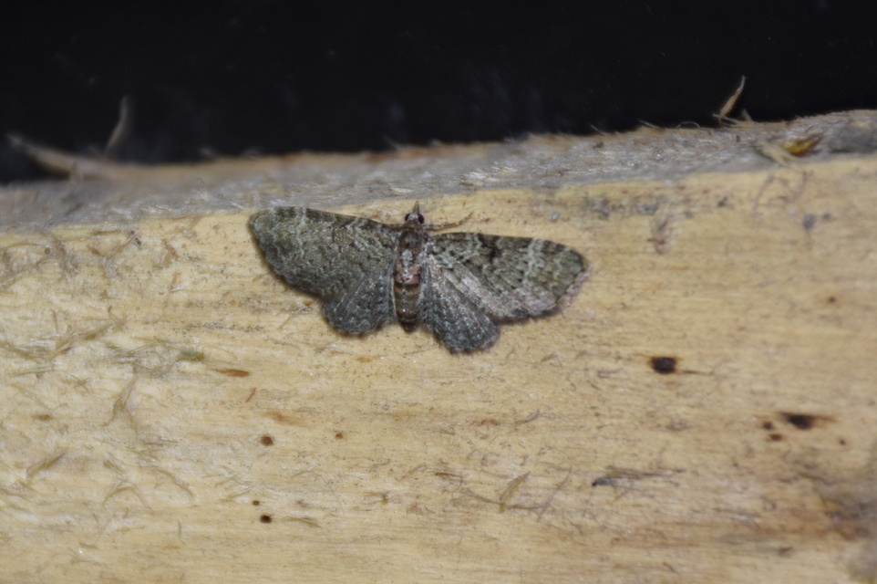 Pasiphila chloerata - hamvas törpearaszoló
