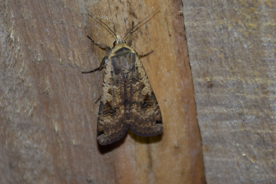 Noctua pronuba - nagy sárgafűbagoly
