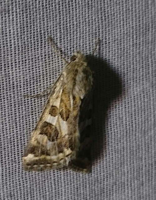 Protoschinia scutosa - tüskéslábú bagoly