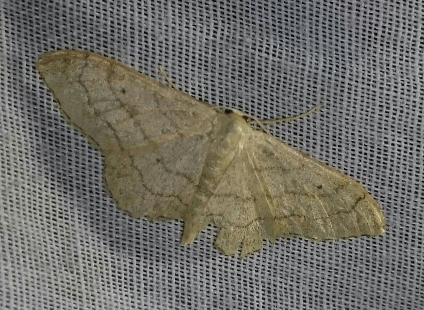 Idaea aversata - nagy sávosaraszoló
