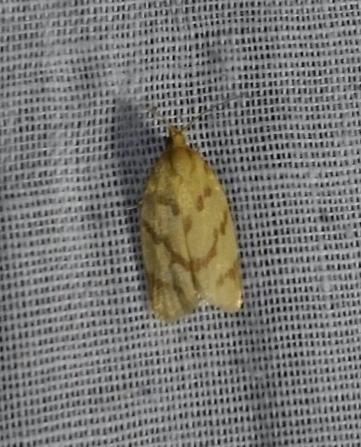 Clepsis pallidana - aranysárga sodrómoly
