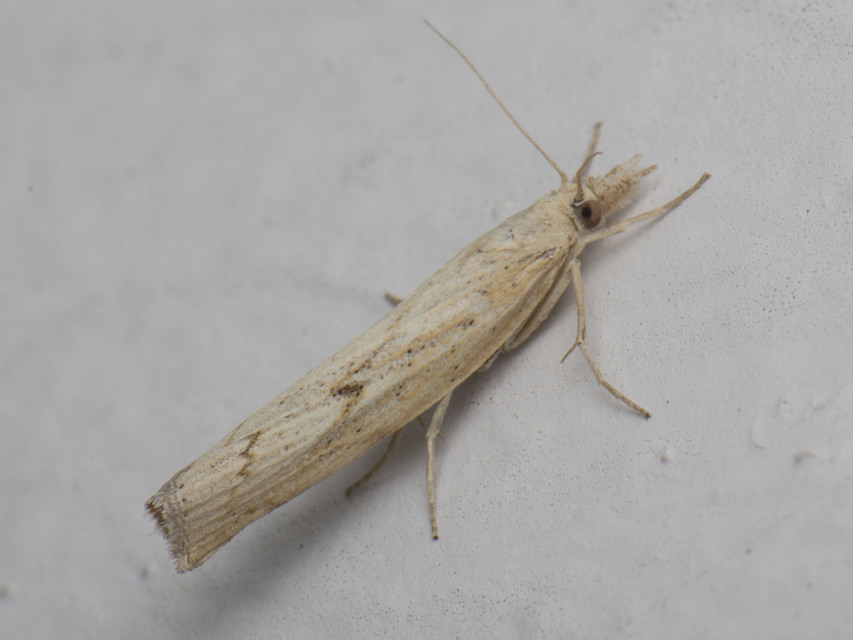 Pediasia contaminella - mocskos fűgyökérmoly