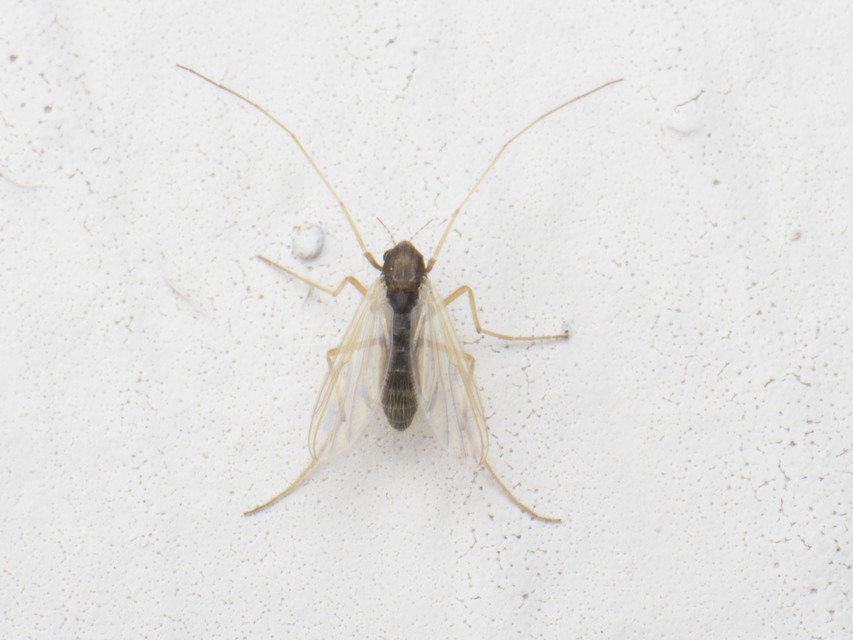 Chironomidae - árvaszúnyogok