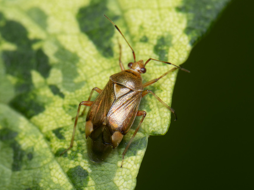 Deraeocoris flavilinea
