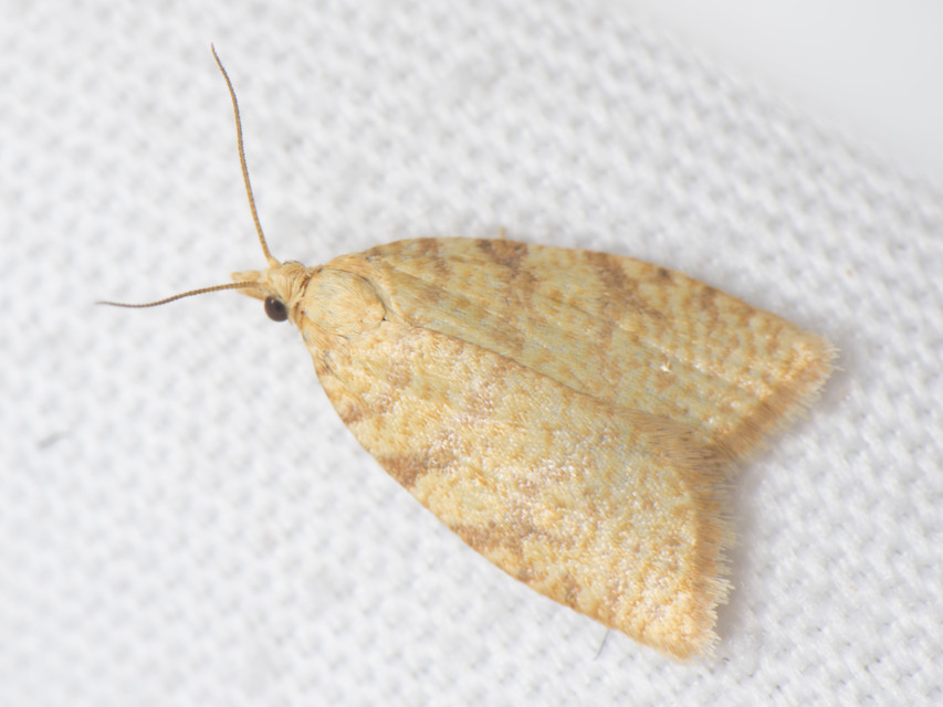 Aleimma loeflingiana - tölgylevél-sodrómoly Aleimma loeflingiana - tölgylevél-sodrómoly