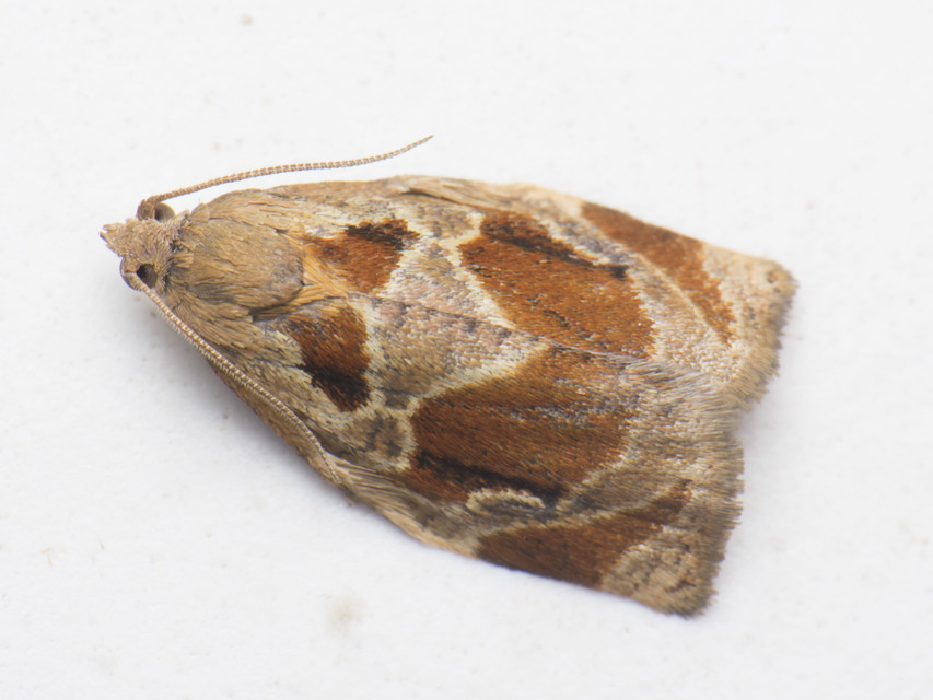 Archips xylosteana - kökényszövő sodrómoly