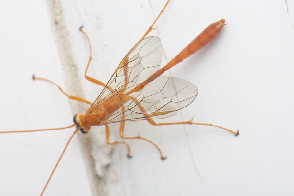 Enicospilus