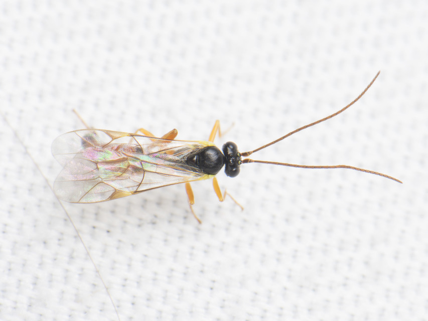 Ichneumonidae - valódi fürkészdarazsak