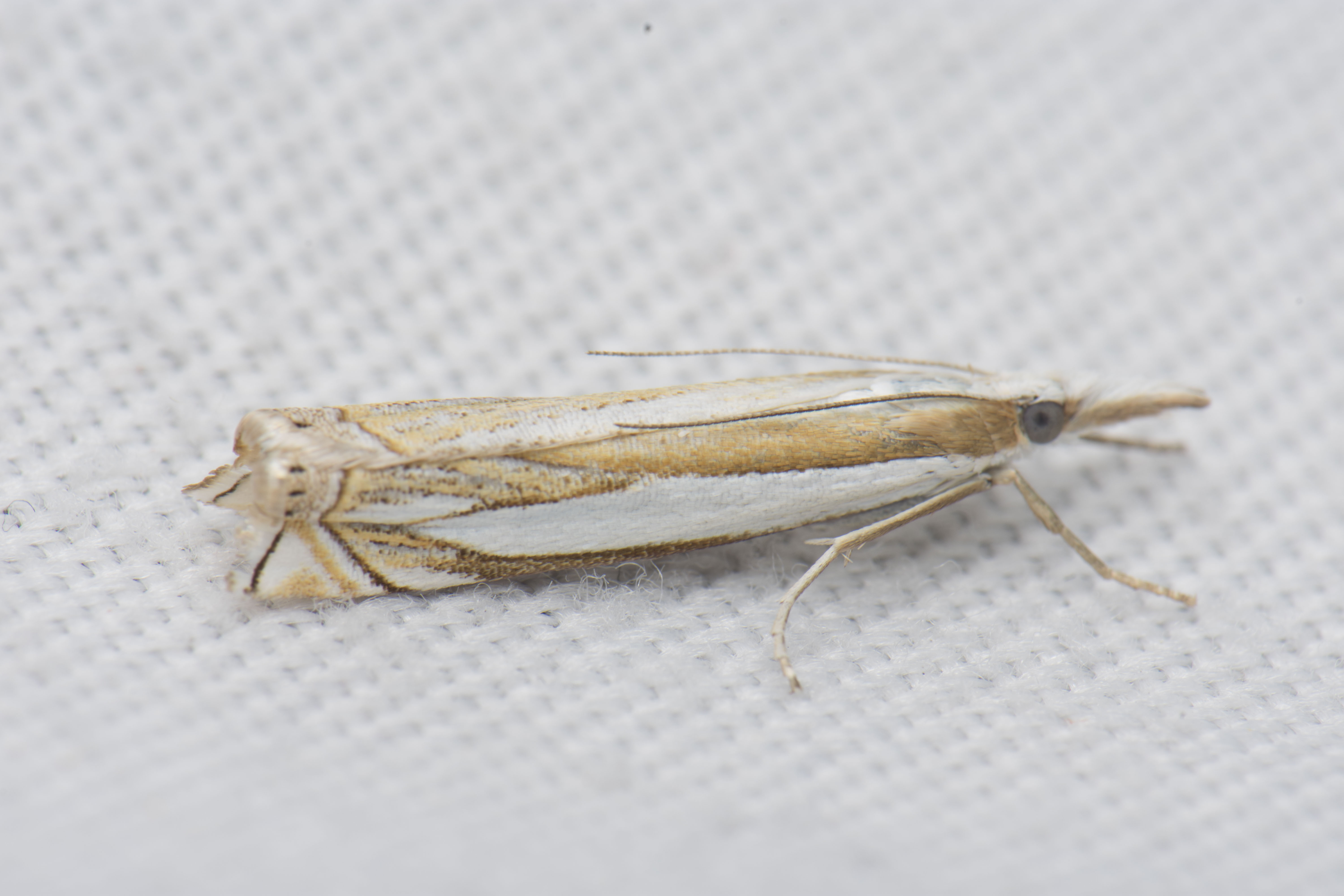 Crambus uliginosellus - mocsári fűgyökérmoly