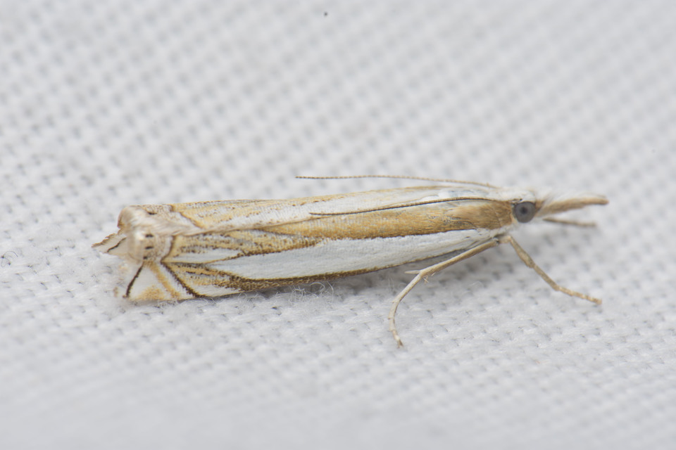 Crambus uliginosellus - mocsári fűgyökérmoly