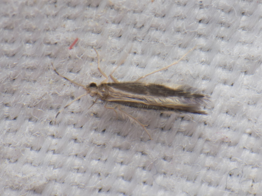 Trichoptera - Tegzesek