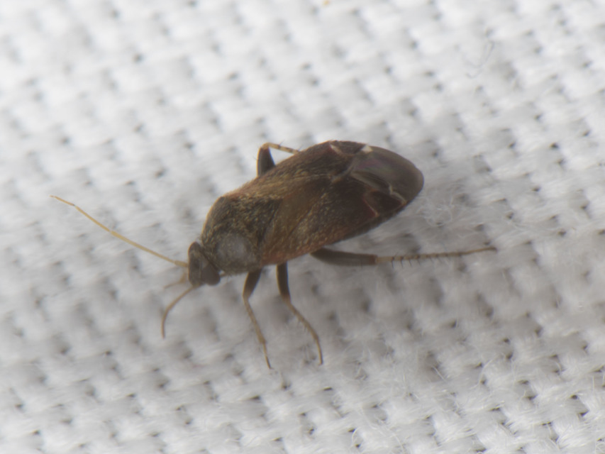 Psallus Psallus