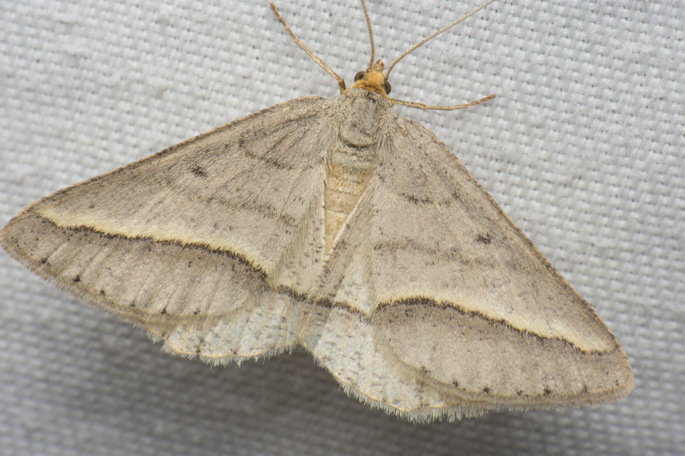 Tephrina arenacearia - lucerna-araszoló
