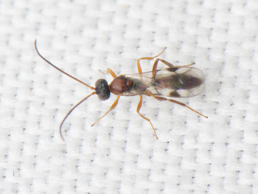 Ichneumonidae - valódi fürkészdarazsak