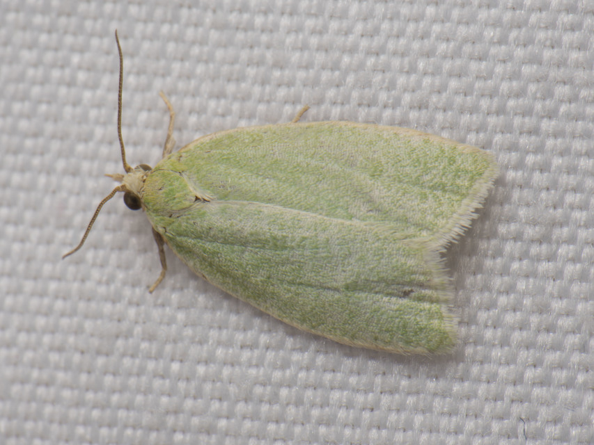 Tortrix viridana - tölgyilonca