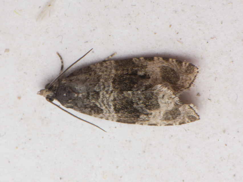 Celypha