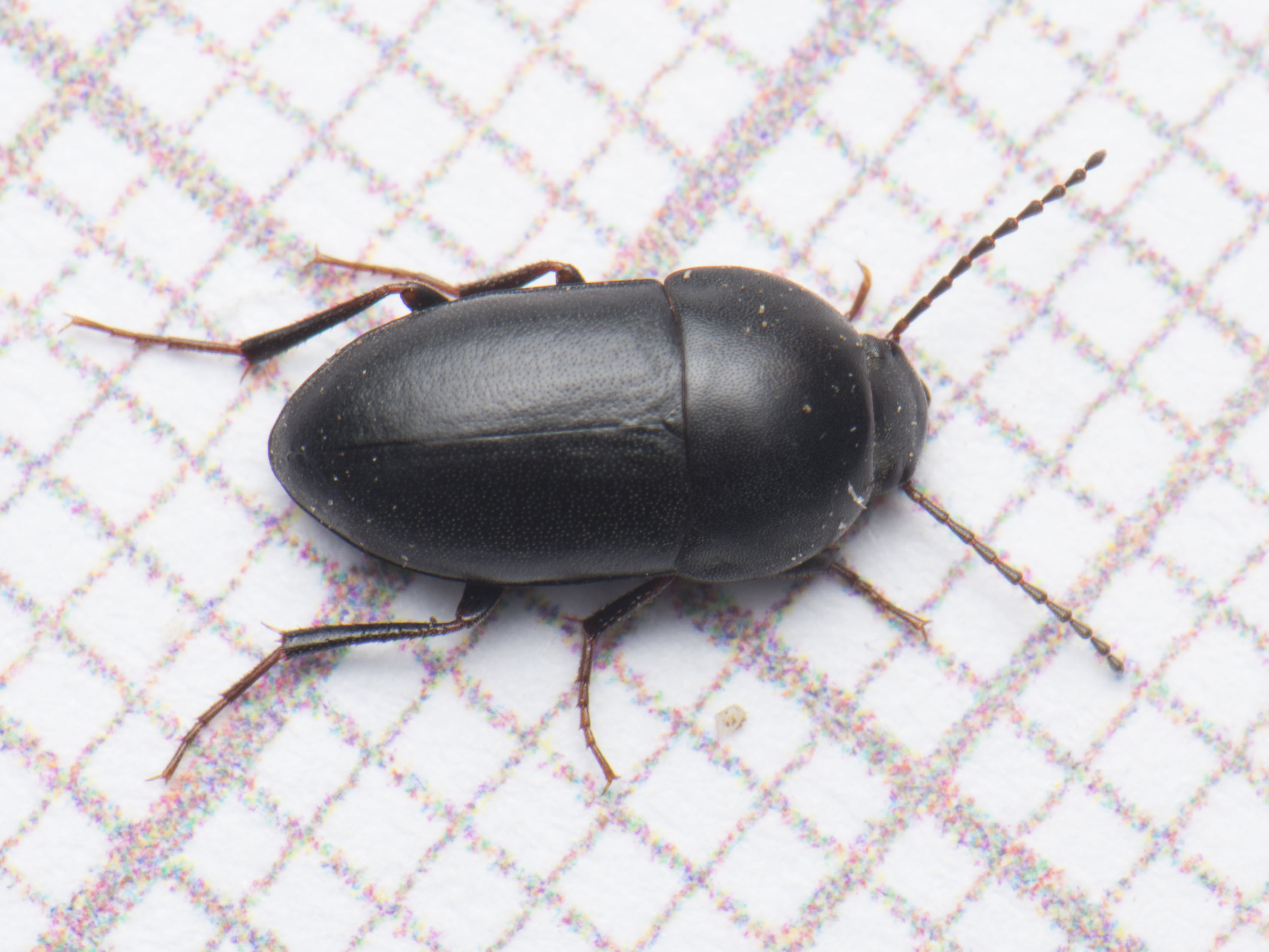 Crypticus quisquilius - fürge gyászbogár